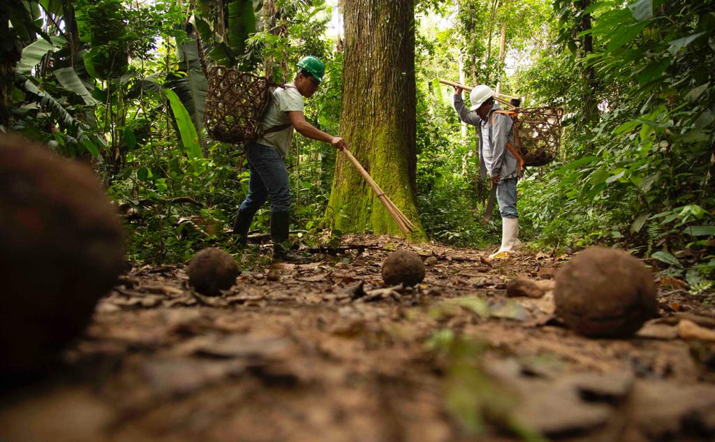 castaña amazónica en Perú como modelo de bioeconomía sostenible y conservación de bosques
