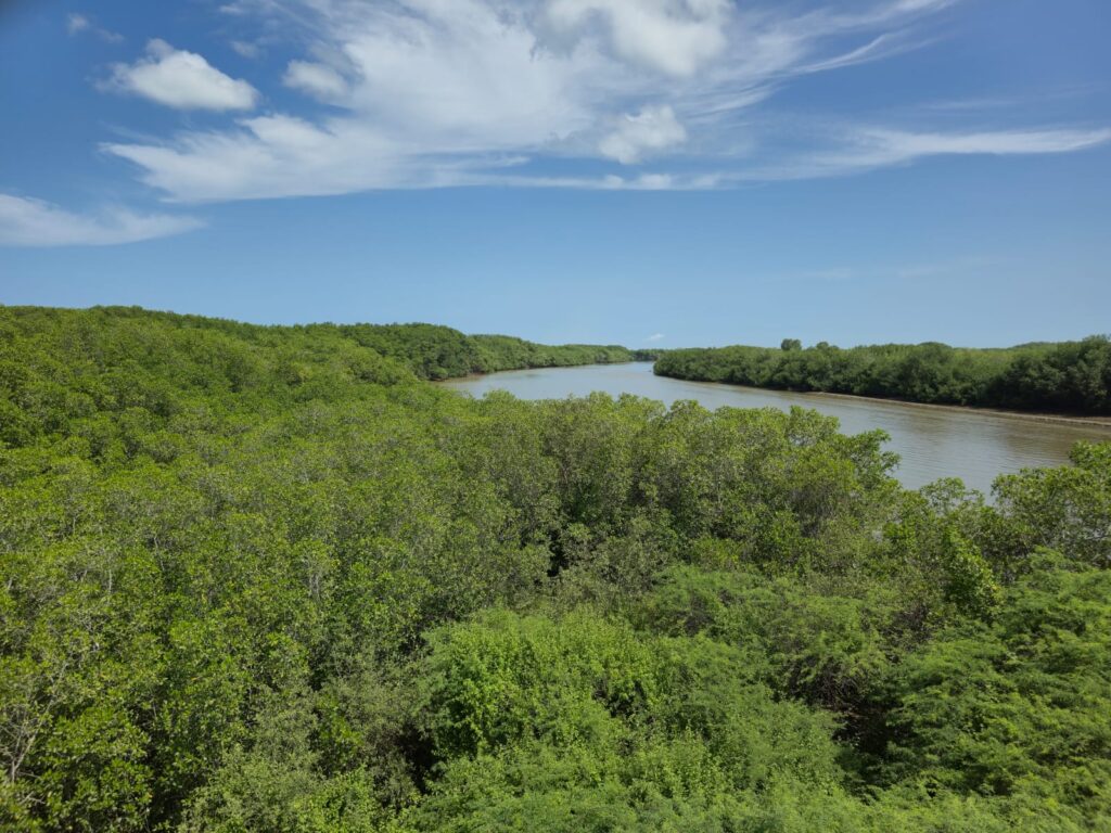 manglares de Tumbes y carbono azul como oportunidad de monetización climática en Perú