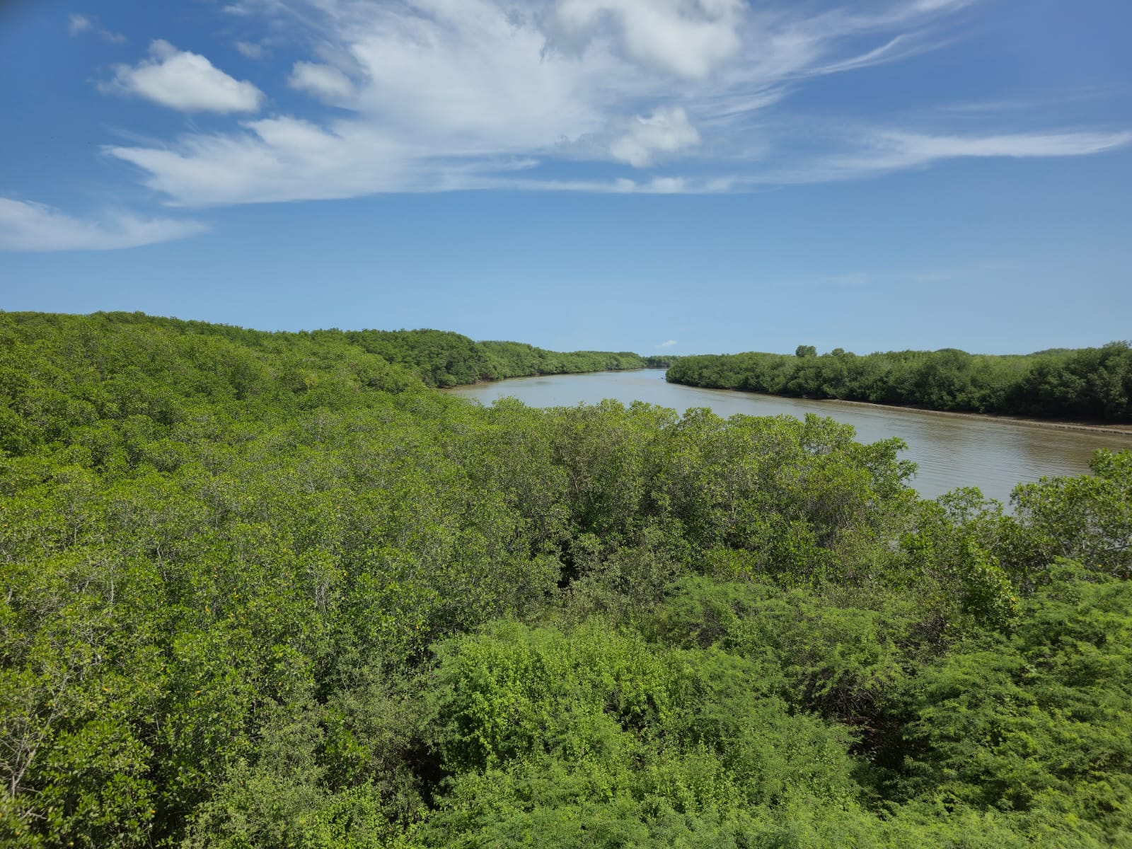 manglares de Tumbes y carbono azul como oportunidad de monetización climática en Perú