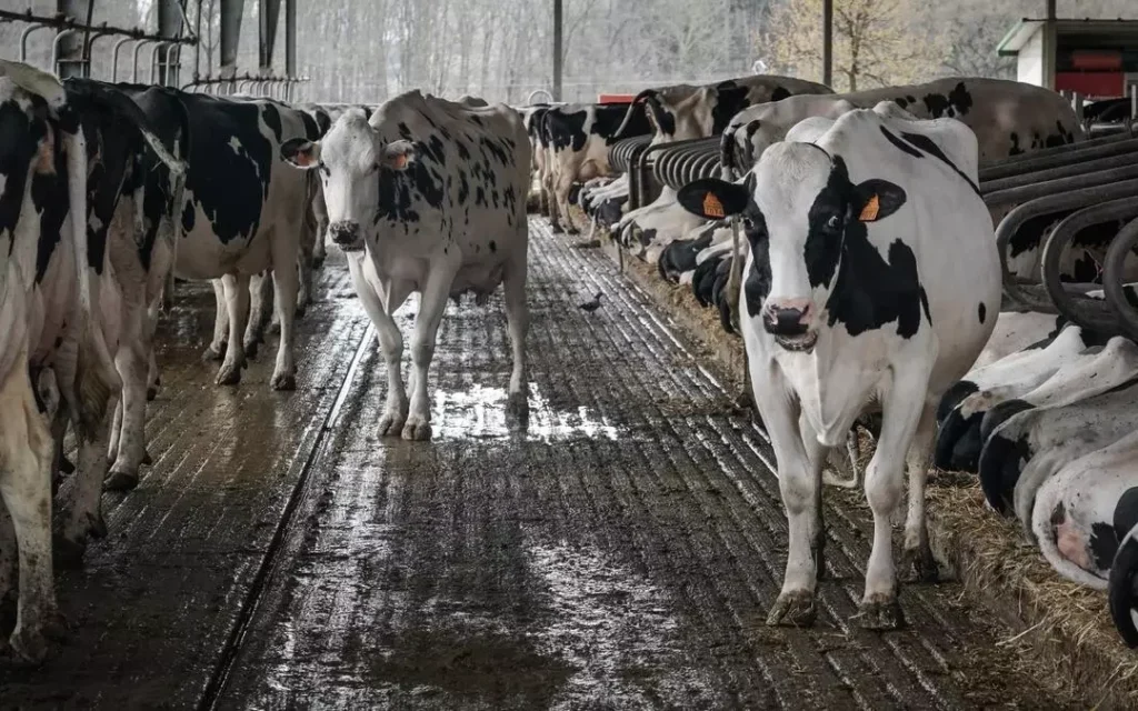 La industria cárnica y láctea enfrenta críticas por promesas climáticas sin sustento científico.