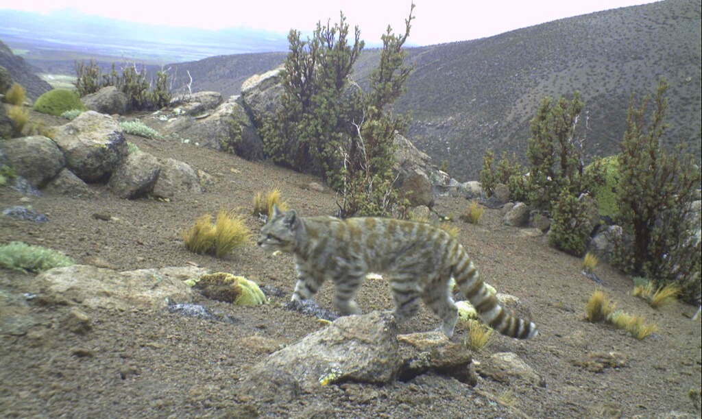 El gato andino es una de las especies más amenazadas del Perú y enfrenta riesgos por la fragmentación de su hábitat.