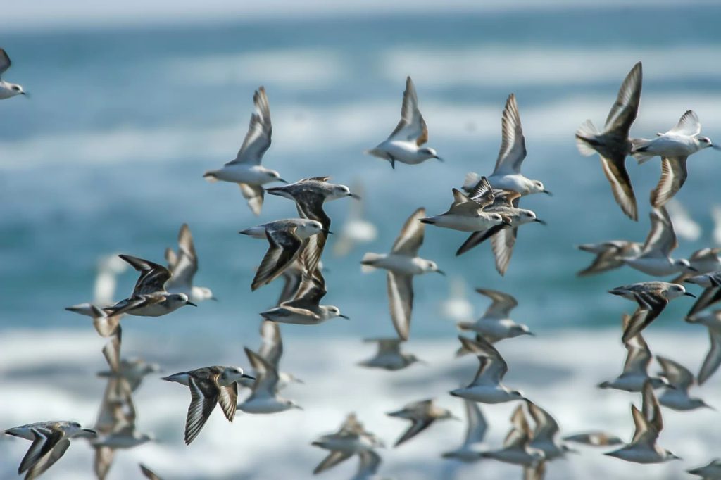 Aves marinas volando sobre humedales costeros en Perú