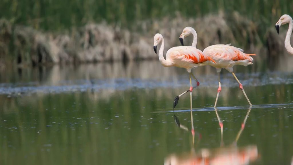 Flamencos en humedales costeros de Puerto Viejo en Perú