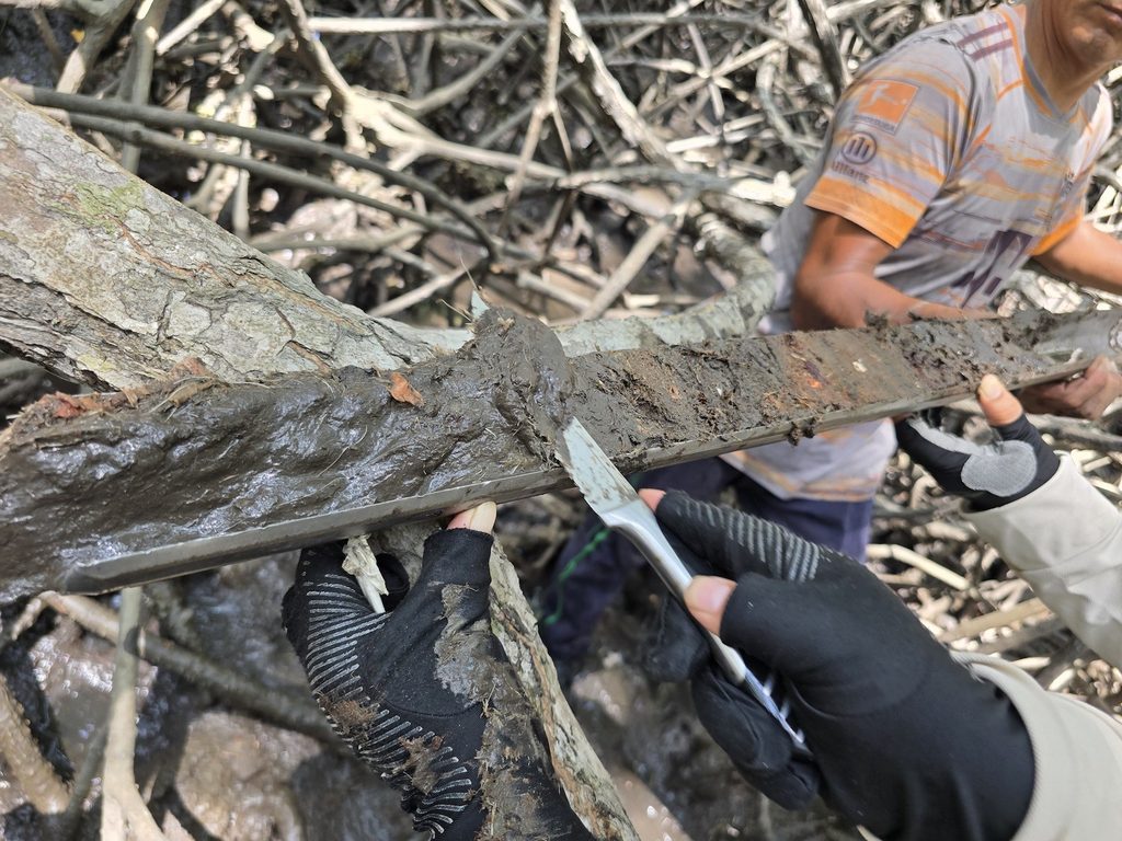 Análisis de una muestra de suelo para estudiar el carbono azul en los manglares de Tumbes, Perú.