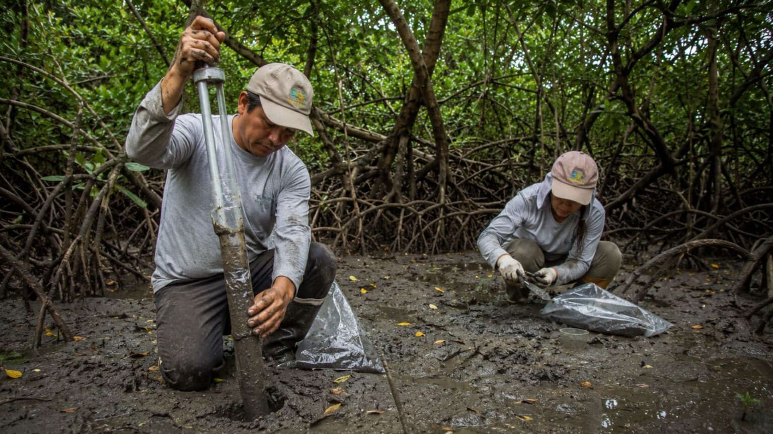 Investigadores realizan muestreo de suelo para analizar el carbono azul en los manglares de Tumbes, Perú.