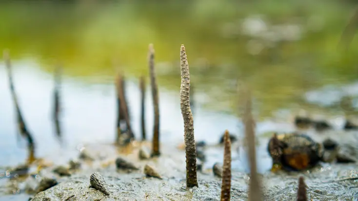 Raíces aéreas de los manglares de Tumbes, ecosistema clave para el almacenamiento de carbono azul.